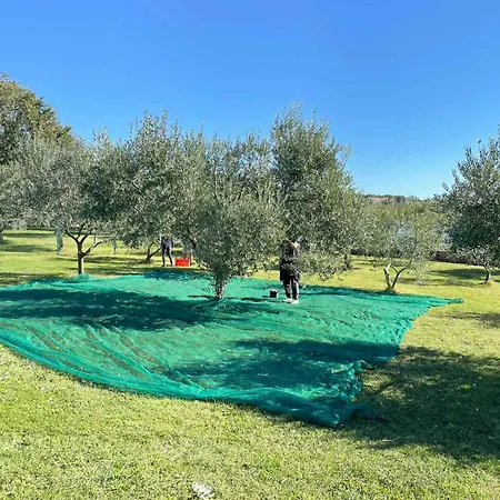 Ferienhaus House Ive With Jacuzzi, Pool, Playground And Bbq In An Olive Grove With A Beach, - Istria